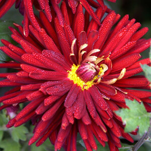 Large-Flowered Mums