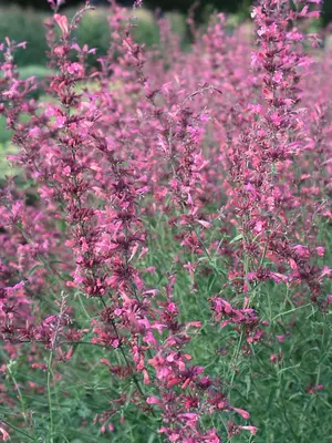 Link to Agastache Cana
