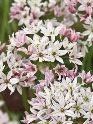 Link to Allium Cameleon