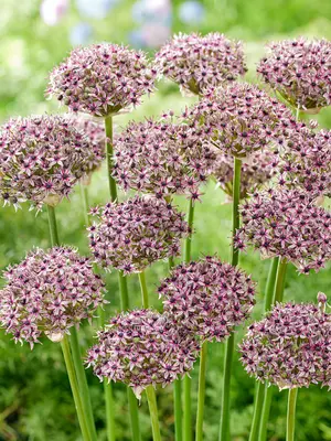 Link to Allium Starlight