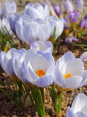 Link to Crocus Blue Pearl