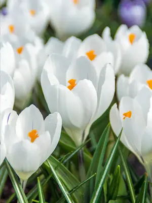 Link to Crocus Jeanne D&#39;Arc