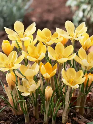 Link to Crocus Romance