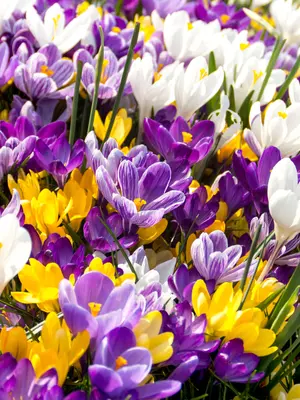 Link to Crocus Species Mix Value Pack