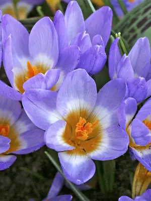 Link to Crocus Tricolor