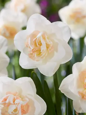 Link to Daffodil Tender Beauty
