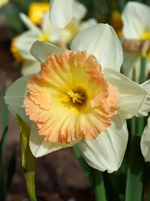 Link to Daffodil British Gamble