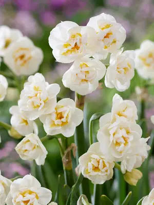 Link to Daffodil Bridal Crown