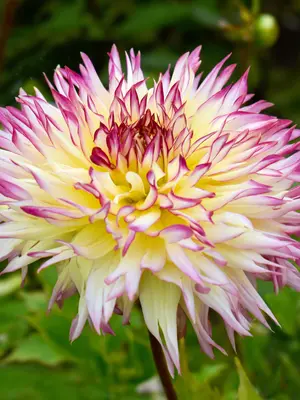 Link to Dahlia Caproz Josephine