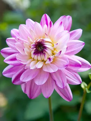 Link to Dahlia Crazy Love