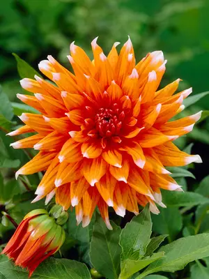 Link to Dahlia Colour Spectacle