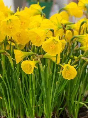 Link to Daffodil Golden Bells