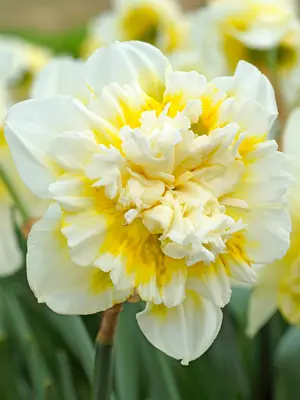 Link to Daffodil Ice King