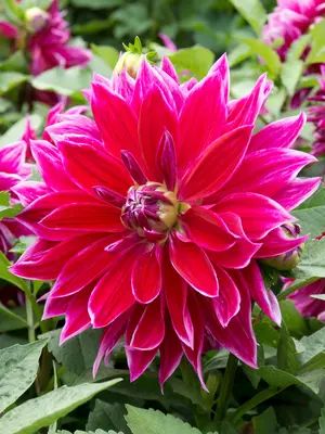 Link to Dahlia Mero Star