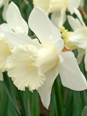 Link to Daffodil Mount Hood