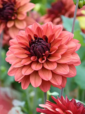 Link to Dahlia Missis Miley