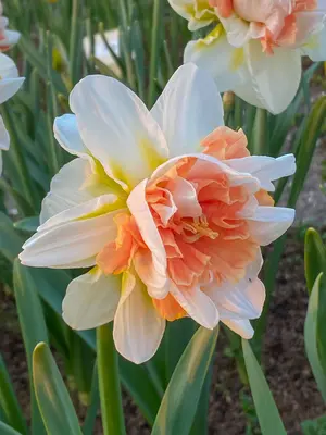 Link to Daffodil My Story