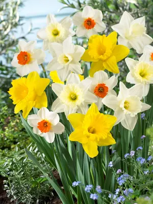 Link to Daffodil Naturalizing Value Pack