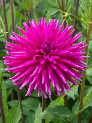 Link to Dahlia Purple Gem
