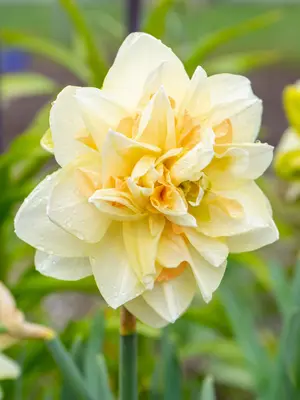 Link to Daffodil Pom Pom Rose