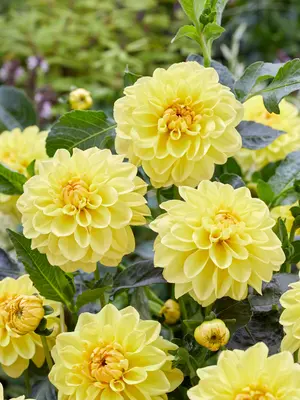 Link to Dahlia Sisa
