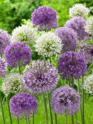 Link to Allium Bubble Blend