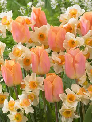 Link to Lovely Lingerie Bulb Blend