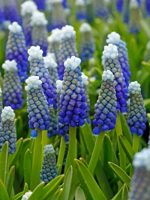 Link to Muscari Helena