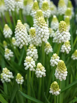 Link to Muscari White Magic