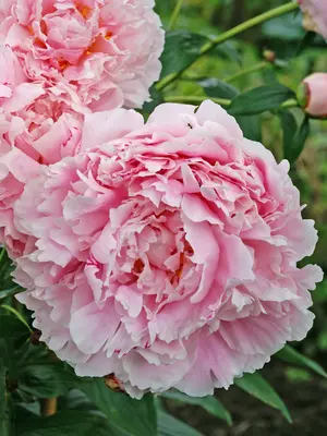 Link to Peony Sarah Bernhardt