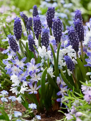 Link to Bluetiful Bulb Blend