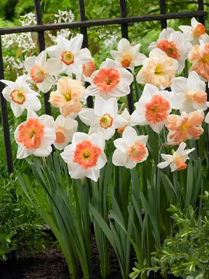 Link to Daffodil Pink Blend