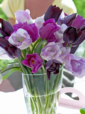 Link to Perfect Partners Plum Pudding Tulips