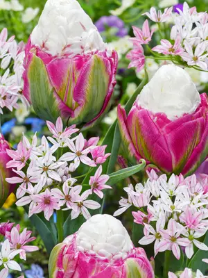 Link to Raspberry Sundae Bulb Blend