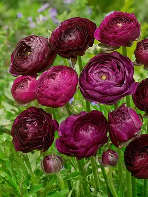 Link to Ranunculus Purple Sensation