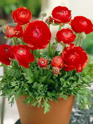 Link to Ranunculus Red