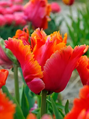 Link to Tulip Amazing Parrot