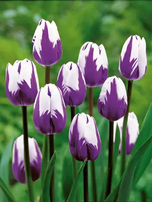 Link to Tulip Blueberry Ripple