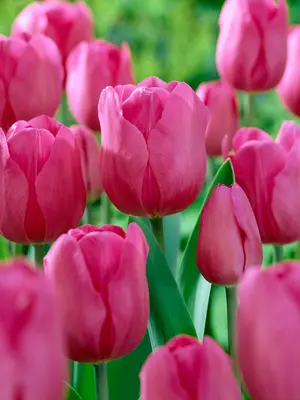 Link to Tulip Don Quichotte Value Pack