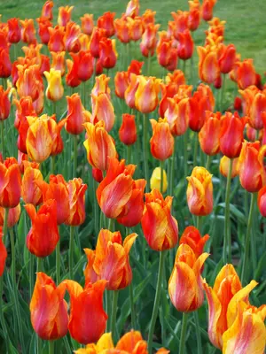 Link to Tulip El Nino