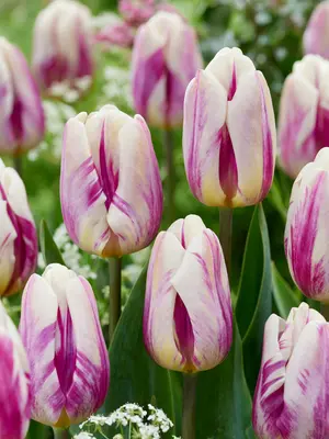 Link to Tulip Happy Feet