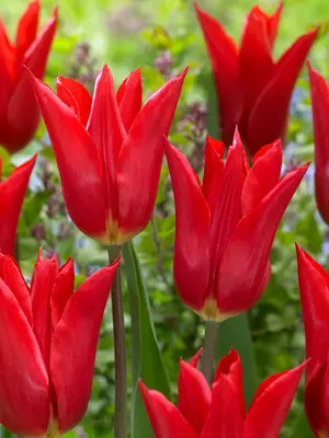 Link to Tulip Istanbul