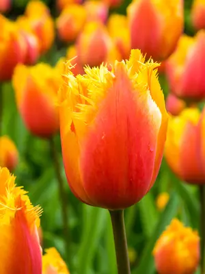 Link to Tulip Lambada