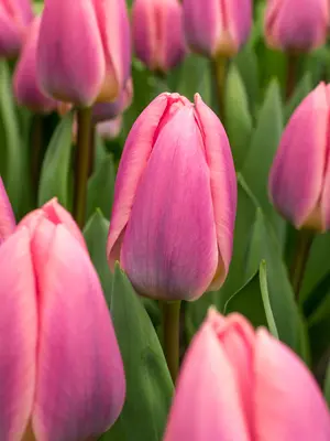 Link to Tulip Light and Dreamy