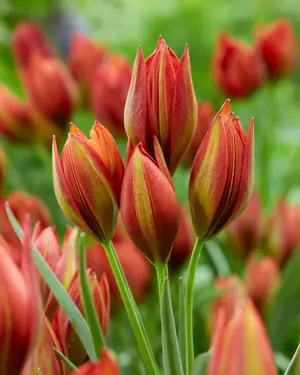 Link to Tulip Mara