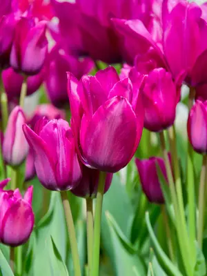 Link to Tulip Night Club