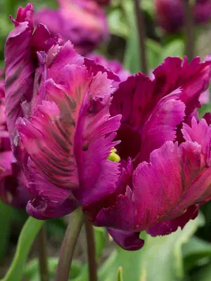 Link to Tulip Negrita Parrot