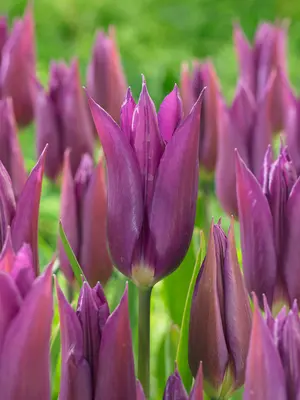 Link to Tulip Purple Dream