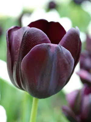 Link to Tulip Queen Of Night Value Pack
