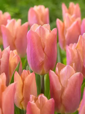 Link to Tulip Salmon Prince